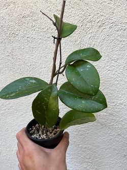 Hoya Leland Joseph Rooted Plant ā $5