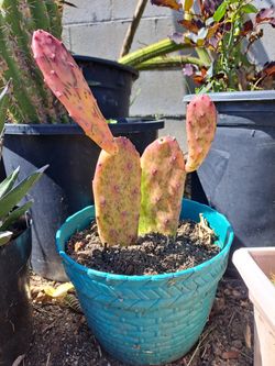 Cactus