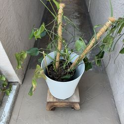 Monstera Plant And Pot
