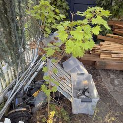 Golden full Moon japanese Maple