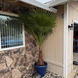 Palm Tree