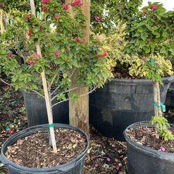 Small Bougainvillea Topiary 