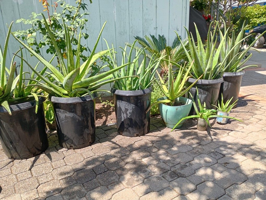 Aloe Vera Plants $25 Each Big Plants 