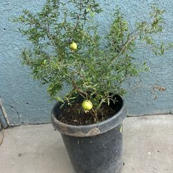 Pomegranate Plants