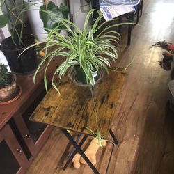 Medium Spider Plant 🪴 