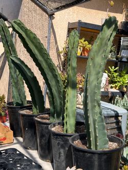 Cactus and succulents 🌵