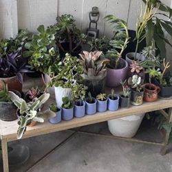 Plants Sale Pacific Beach!