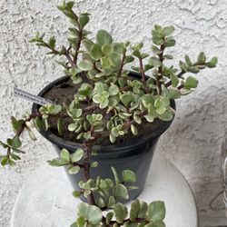 1.5 Gallon Pot Succulent Plant - Portulacaria Afra Variegated - Elephant Bush - Drought Resistant - Stablished  Perfect for Landscaping & Arrangements