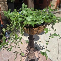 Hanging Suculent Plant