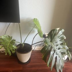 Large Monstera Plant