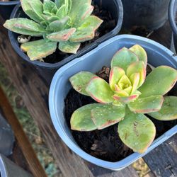 Succulents 