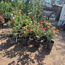 bush roses, Rosas De Arbusto $20cada Una Precio Firme, No Negociable 35ave Y Deer Valley, Interesados Mandar Mensaje Antes De Venir. 🌹 