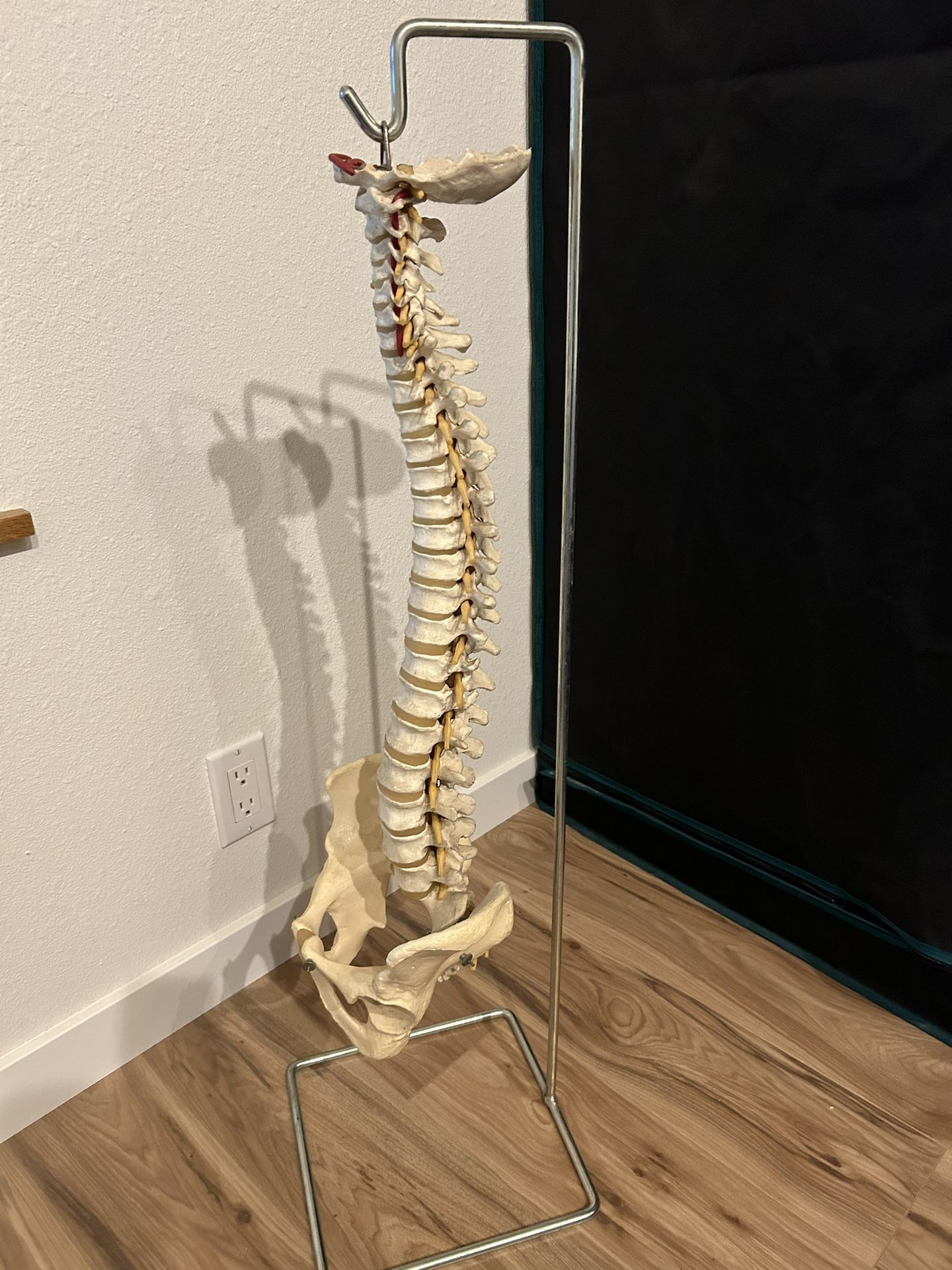 Spine Anatomy Model (life Size)