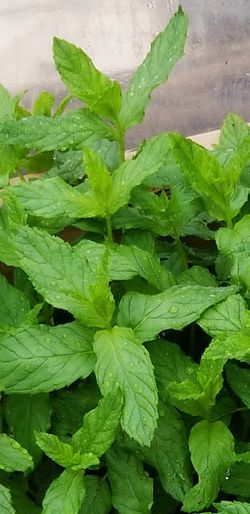 mint plant