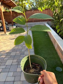 Healthy 1 foot tall cherimoya/atemoya Only $5