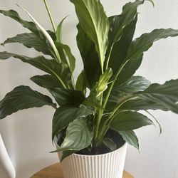 $14 Each Beautiful Green Home Decorations 