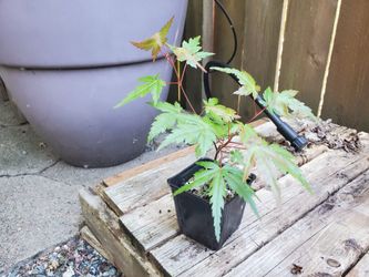 Japanese Maple Tree - $5