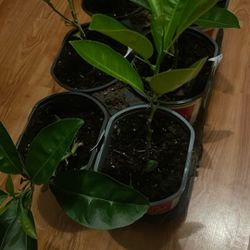 Orange Trees $10 Each 