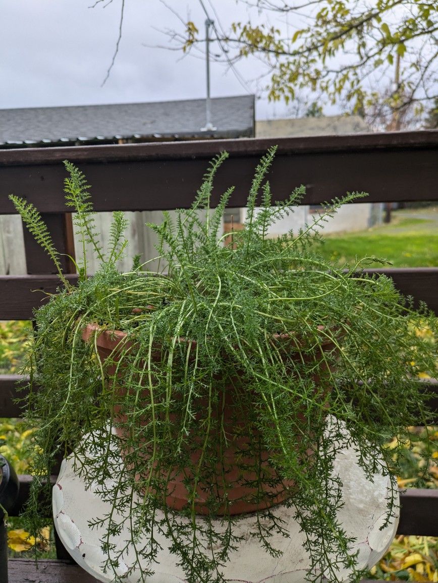 Yarrow