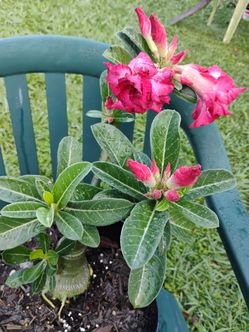 Rose del decierto plant 🌵