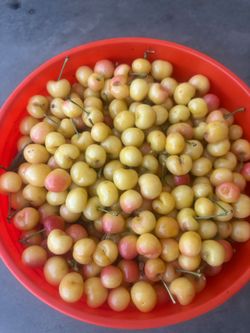 Yellow cherry $25 the box