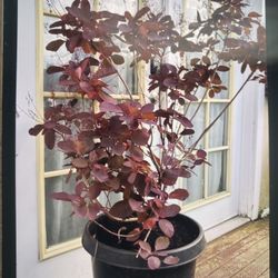 Beautiful Smoke Plants 