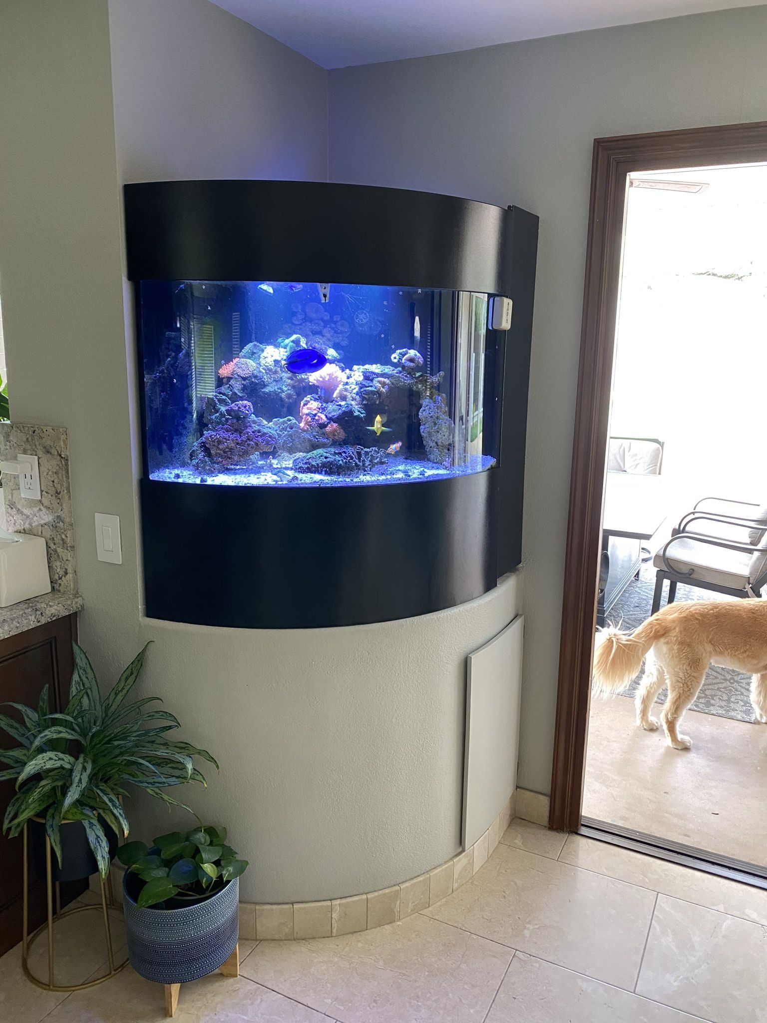 Complete Saltwater Reef Tank Setup – Fish, Coral, Live Rock, Custom Bowfront