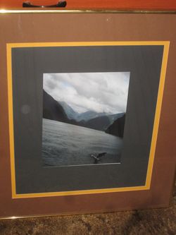 Flying Dolphin Orig Picture