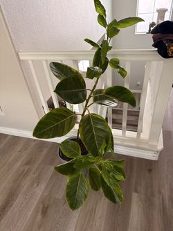 Large Ficus Audrey Potted Plant