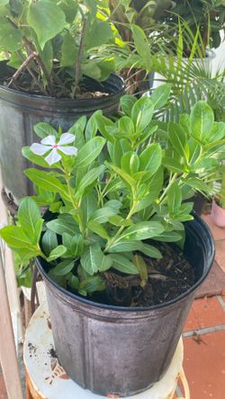 Plant