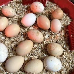 Free Range Chicken Eggs 