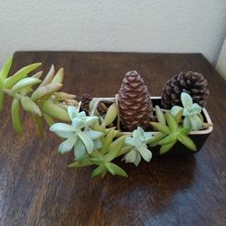 Plant Very Easy To Take Care Of 