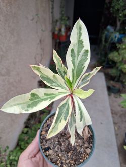 Variegated Crown-of-Thorns Plant $18
