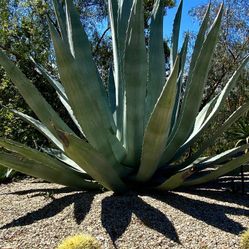 Large Agave Plant For Commercial Landscape Or Luxurious Home Property
