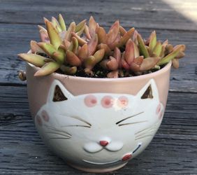 $7 Orange Color Succulents