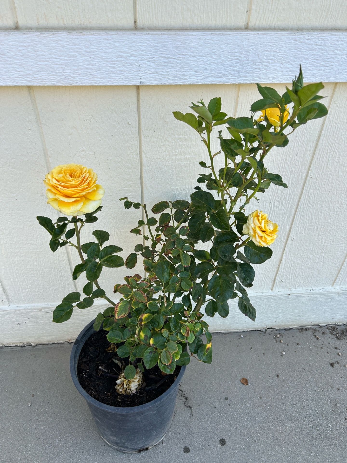 Double yellow Rose in 5gl.