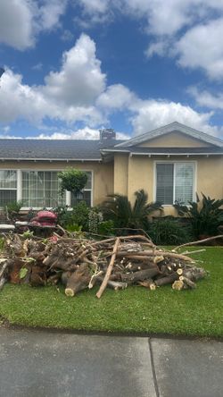 FREE FIREWOOD PICKUP