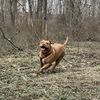 Rocco The Dog 