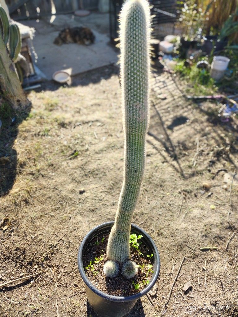 Silver Torch Cactus Plant