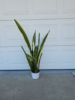 Over 3 feet tall full pot of snake plants great for indoor and outdoor partial shade to stay beautiful and green. For protection & drive out bad vibes