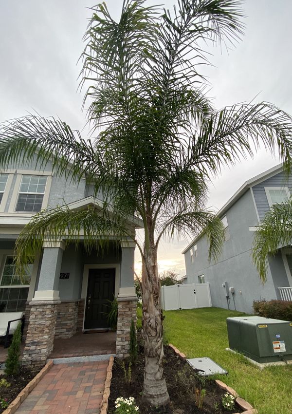 Free Palm trees for Sale in Orlando, FL OfferUp