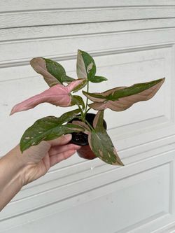Pink Syngonium plant