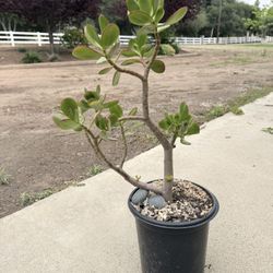 Jade Plant