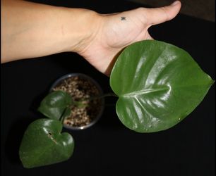 Monstera Deliciosa – Established Plant with New Growth