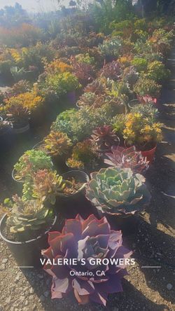 Echeverias