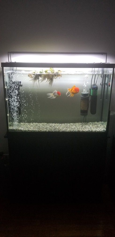 45 Gallon Fish Tank