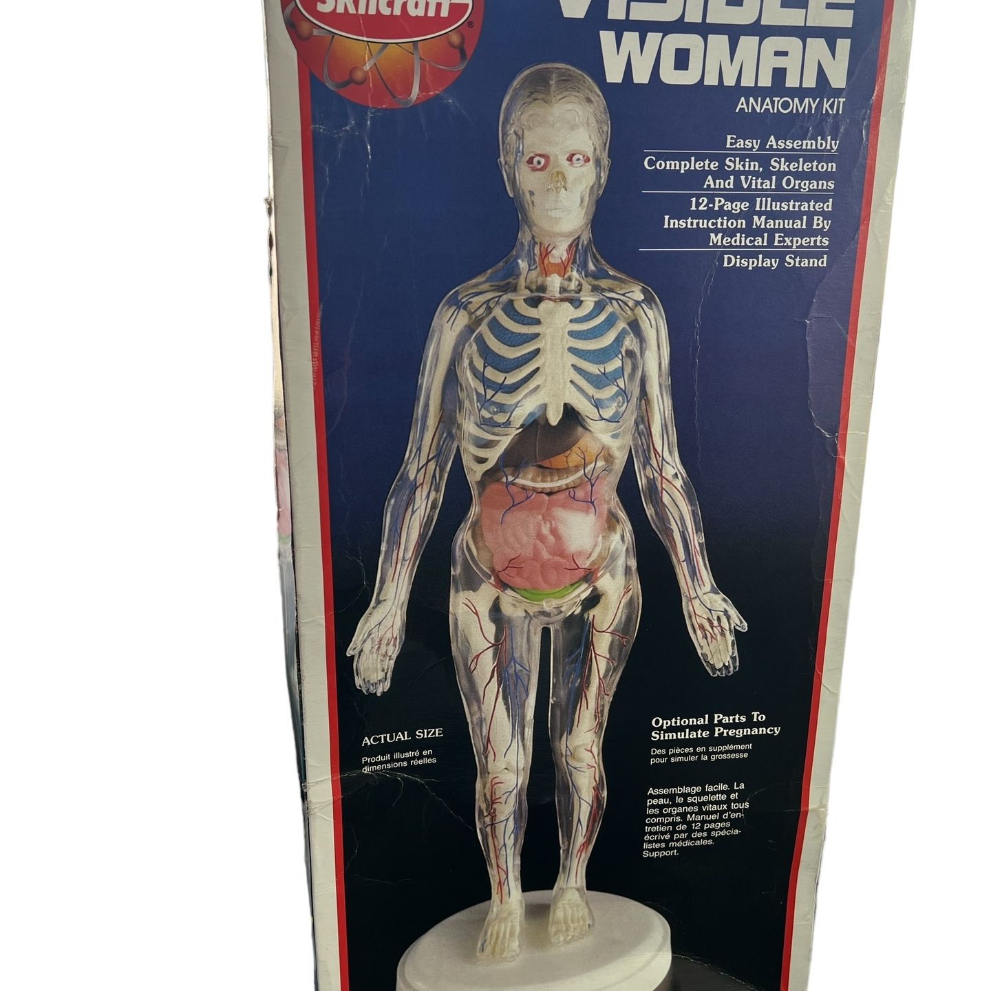 Skilcraft Visible Woman Anatomy Model Kit Original Box 15