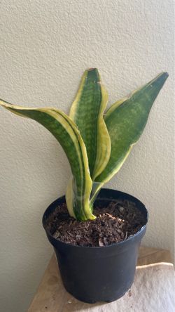 Real Snake plant