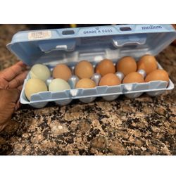 Fertilized Chicken Eggs 