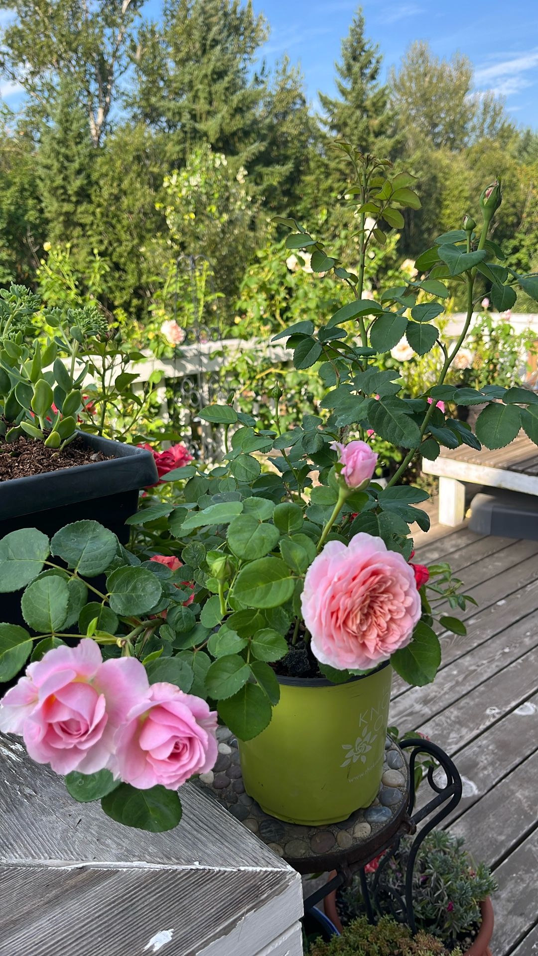English Rose